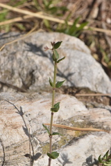 Micromeria graeca