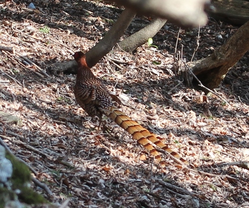 Copper Pheasant