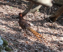 Copper Pheasant photo 4