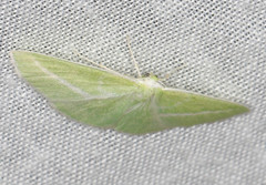 Iulops argocrana