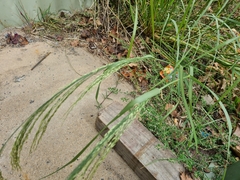 Panicum laevinode