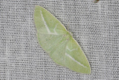 Iulops argocrana