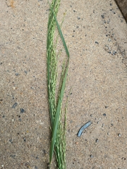 Panicum laevinode