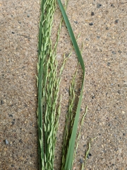 Panicum laevinode