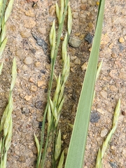 Panicum laevinode