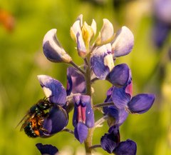 Osmia lignaria propinqua