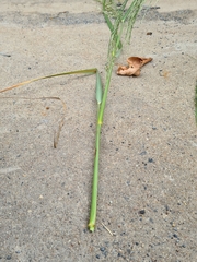 Panicum laevinode