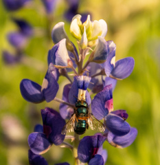 Osmia lignaria propinqua