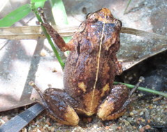 Austrochaperina robusta