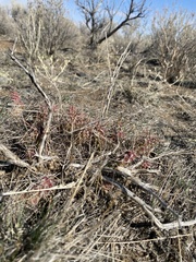 Opuntia × debreczyi