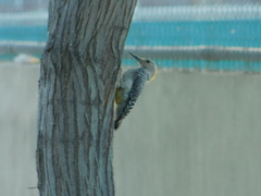 Melanerpes aurifrons