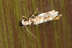 Eschatotypa derogatella