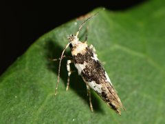 Pyroderces deamatella