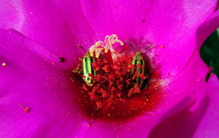 Disonycha interlineata