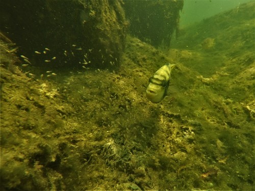 Bean's cichlid (Mayaheros beani) — Cichlidae