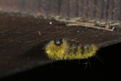 Lophocampa argentata