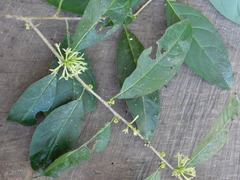 Cestrum glanduliferum