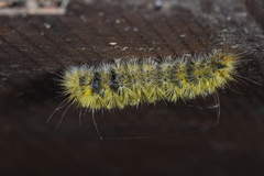 Lophocampa argentata