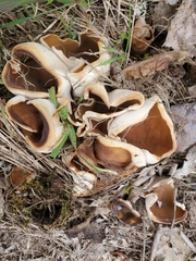 Gyromitra perlata