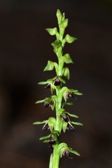 Genoplesium tepperi