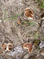 Gyromitra perlata
