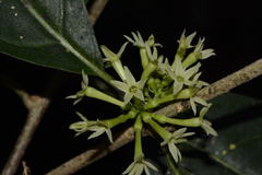 Cestrum glanduliferum