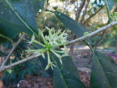 Cestrum glanduliferum