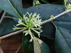 Cestrum glanduliferum