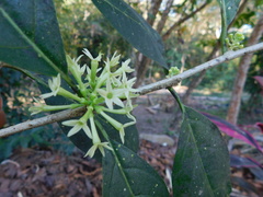 Cestrum glanduliferum