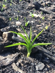 Liliales