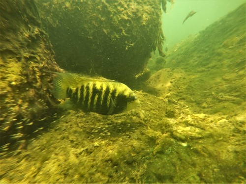 Beans cichlide (Mayaheros beani) — Cichlidae