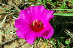 Disonycha interlineata