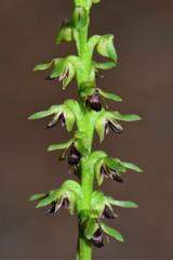 Genoplesium tepperi