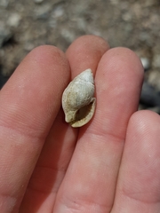 Nassarius crematus