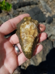 Pustulostrea australis