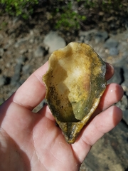 Pustulostrea australis