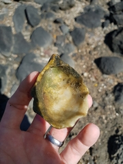 Pustulostrea australis