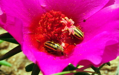 Disonycha interlineata