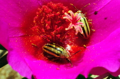 Disonycha interlineata