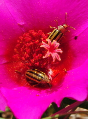 Disonycha interlineata