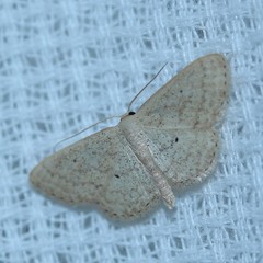 Scopula hypochra
