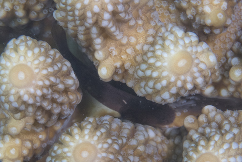Coral croucher (Caracanthus unipinna) — Scorpaenidae — 4