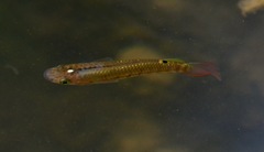 Aplocheilus lineatus