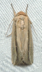 Leucania stenographa