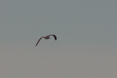 Larus fuscus barabensis