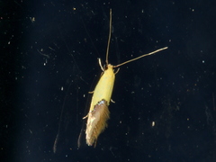 Opogona protodoxa