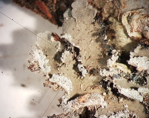 Leioderma image