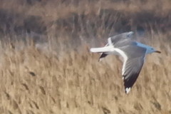 Larus fuscus barabensis