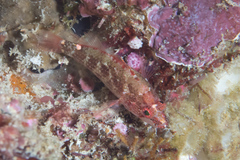 Plectranthias longimanus