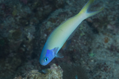 Hoplolatilus starcki